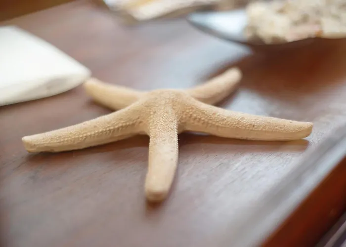 Salsalitre Chico Apartment *